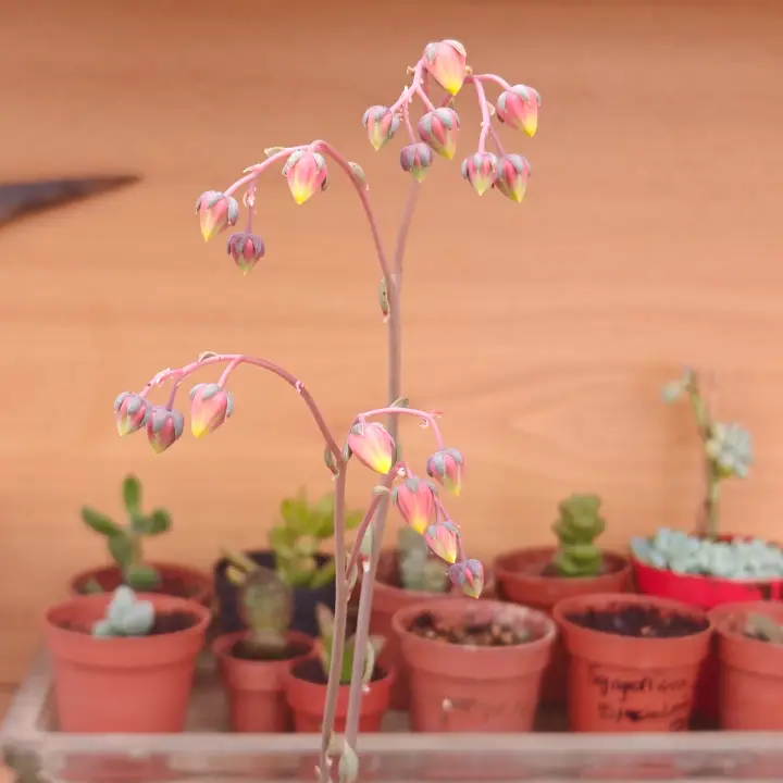 Echeveria purpusiorum flor 5