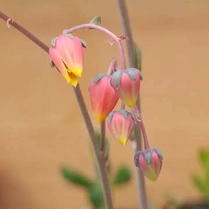 Echeveria purpusiorum flor 3