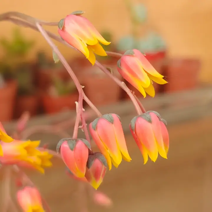 Echeveria purpusiorum flor 1