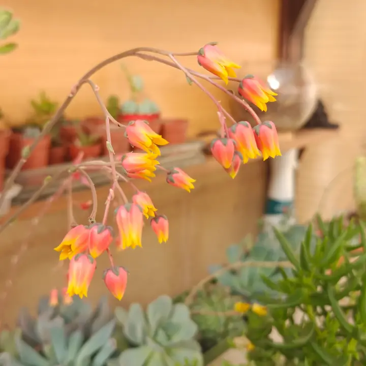 Echeveria purpusiorum flor 2