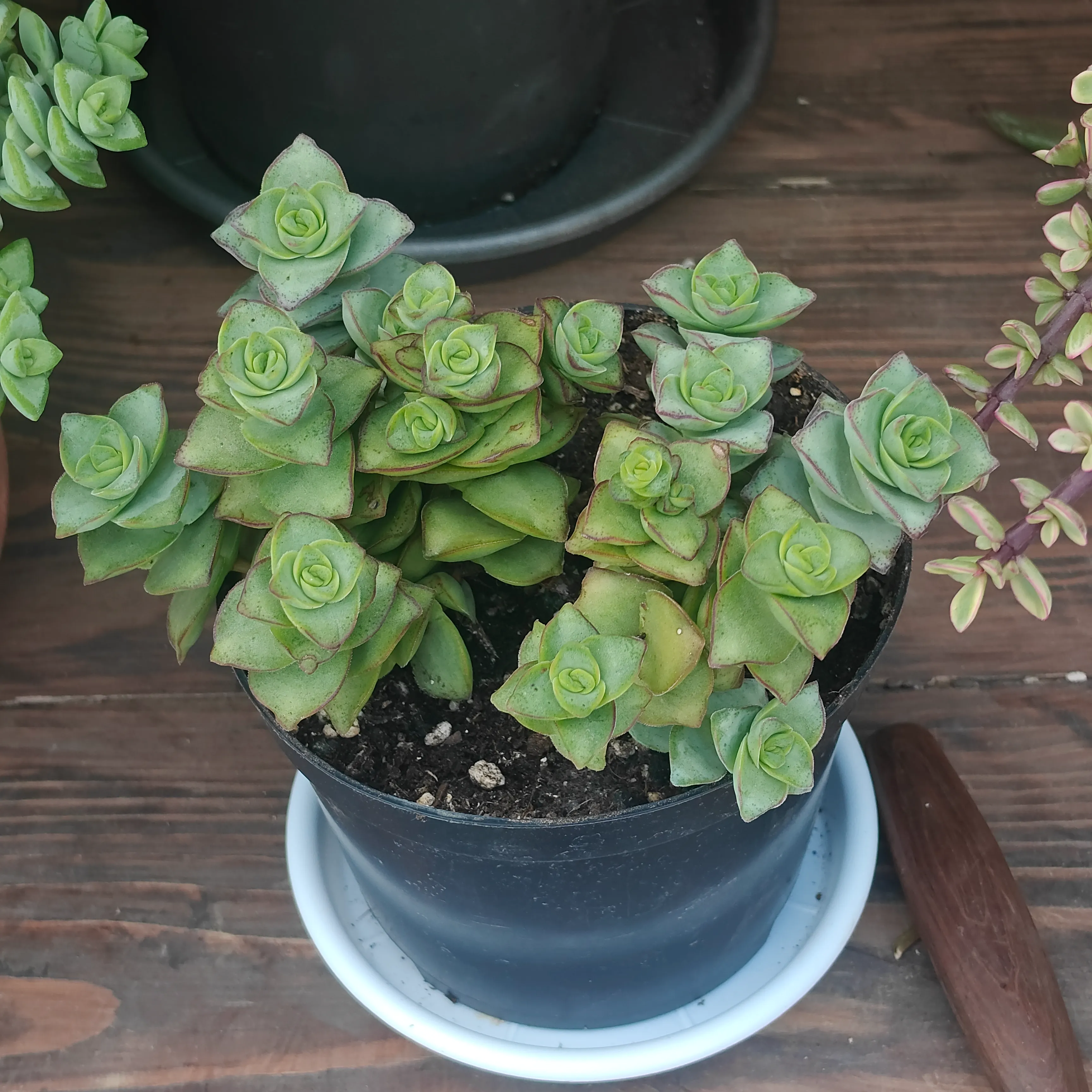 Crassula perforata