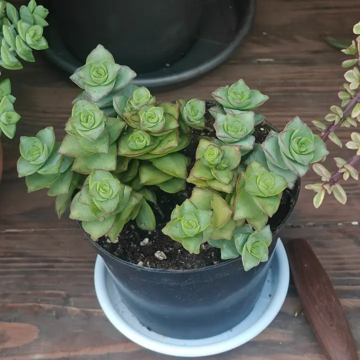 Crassula perforata 1