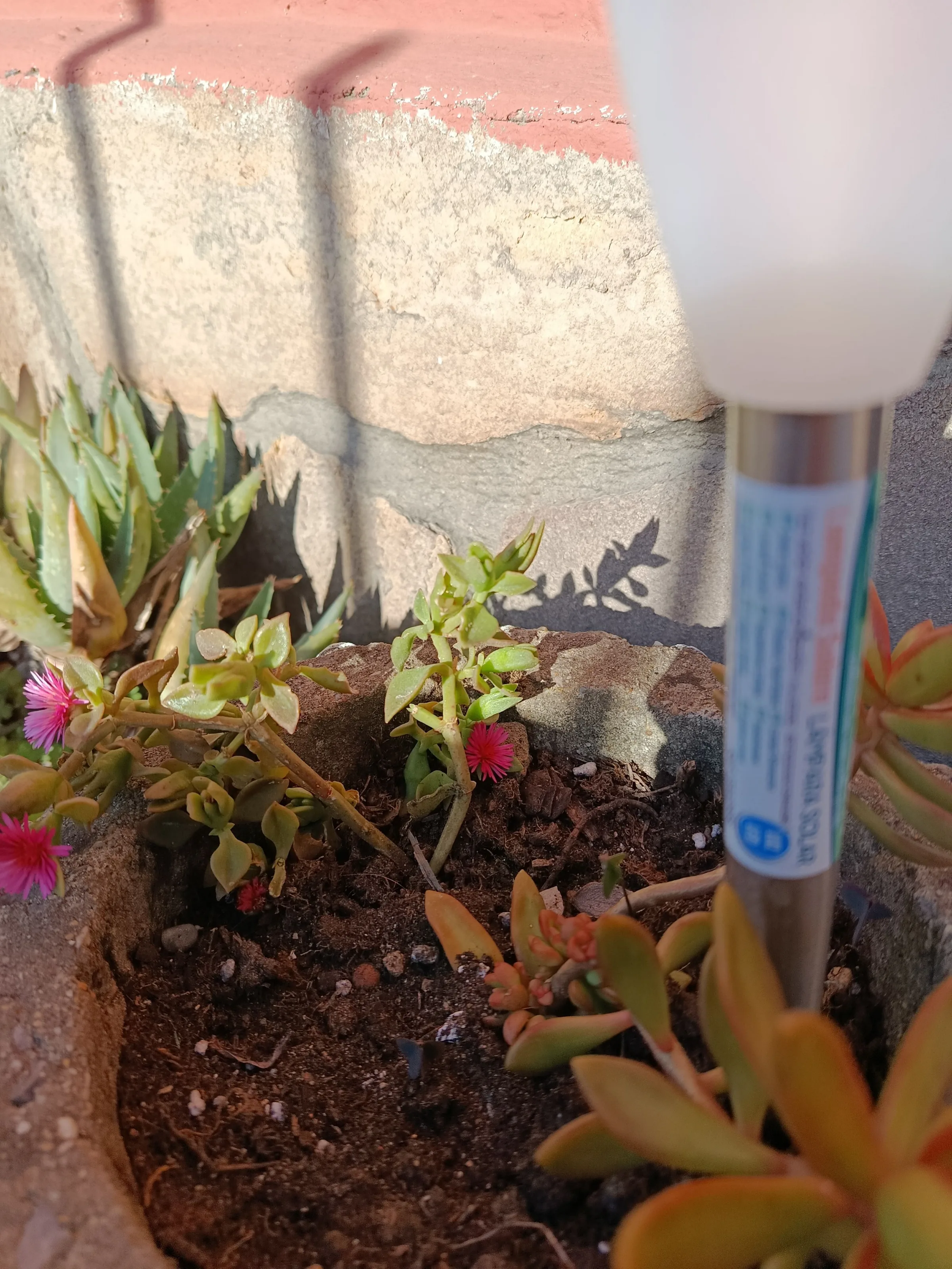 Mesembryanthemum cordifolium