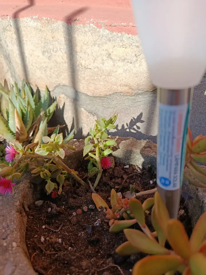 Mesembryanthemum cordifolium 1