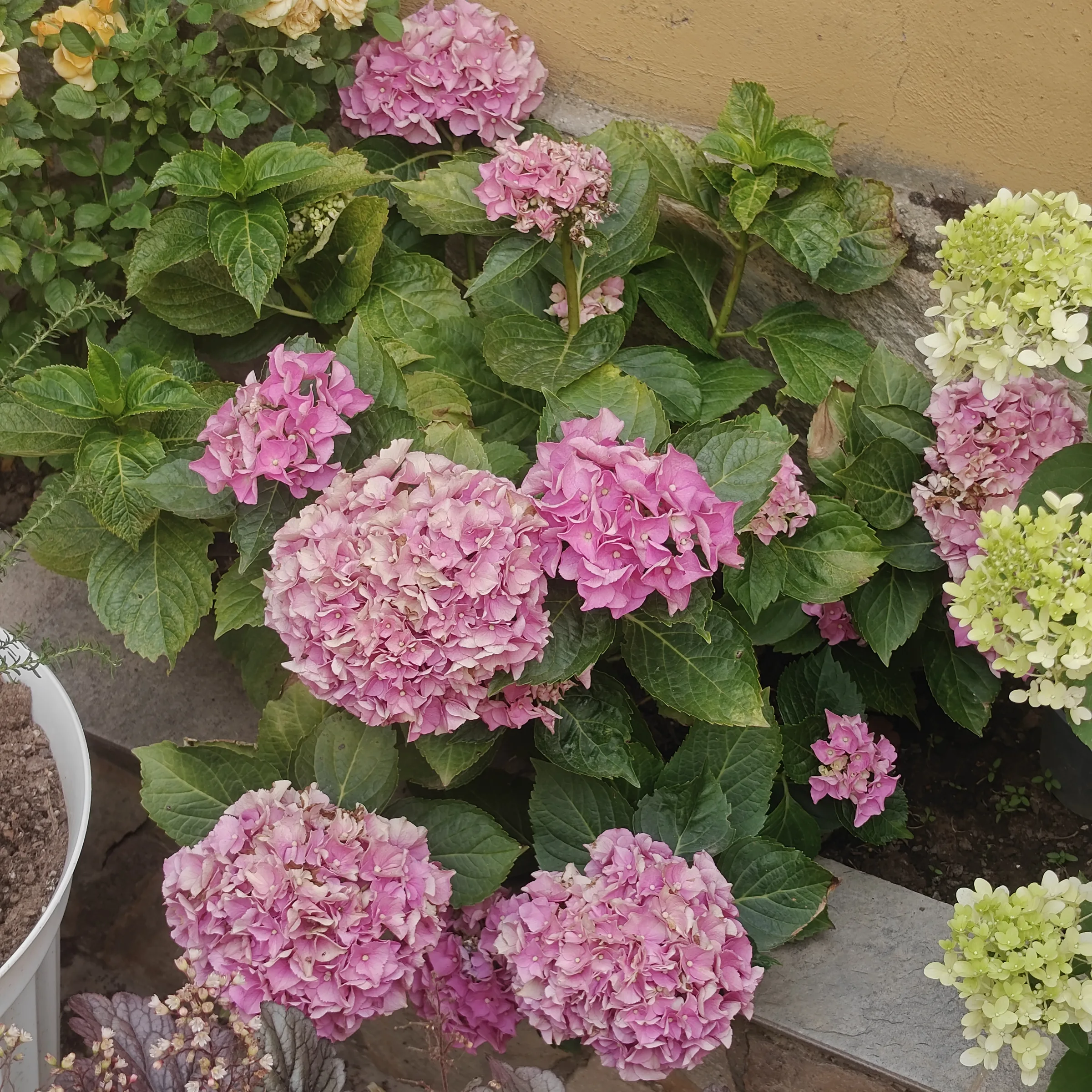 Hydrangea Macrophylla