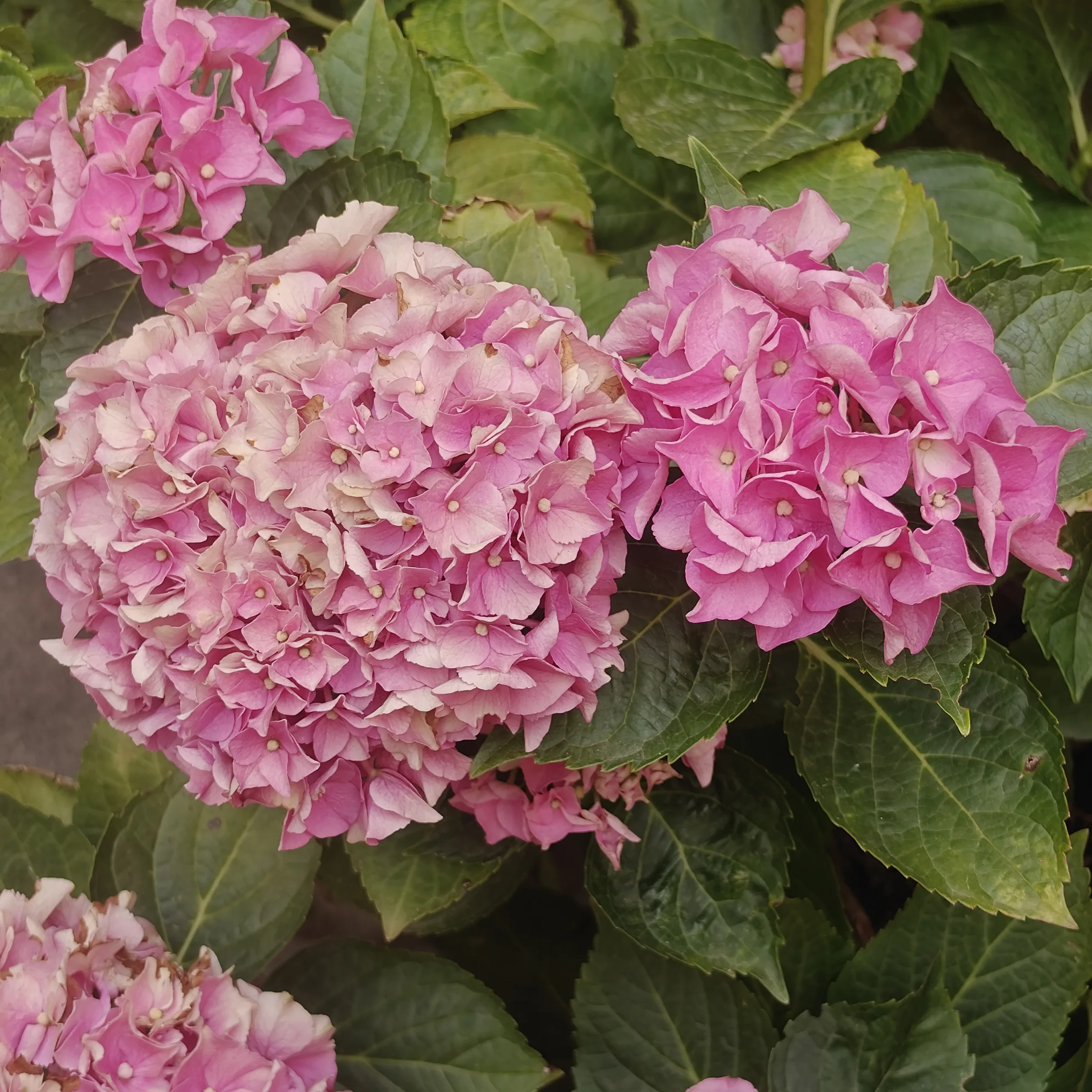 Hydrangea Macrophylla flor 1