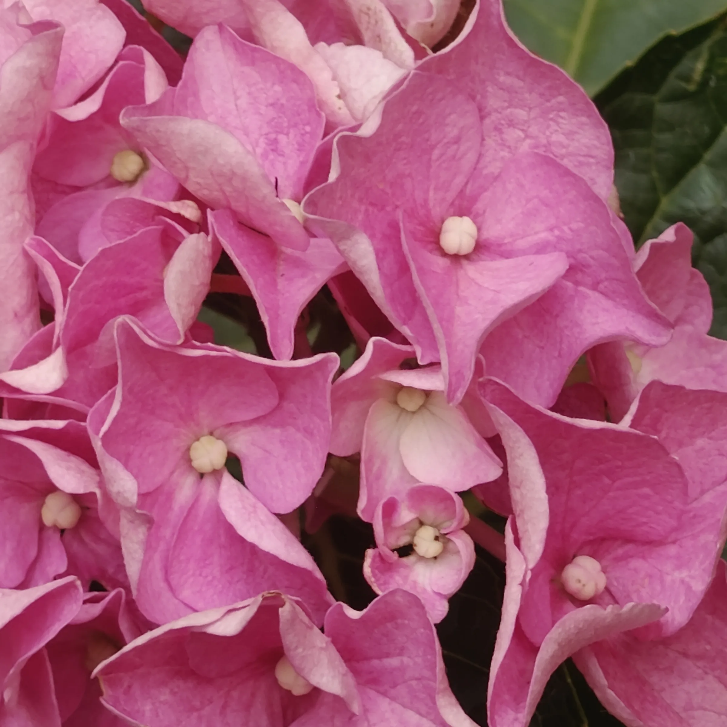 Hydrangea Macrophylla flor 2