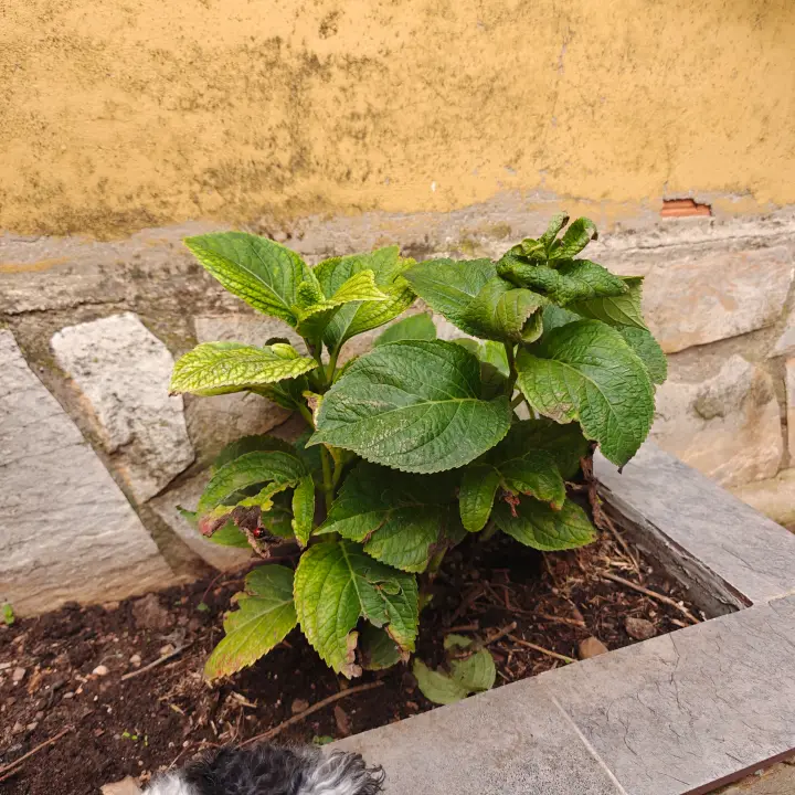 Hydrangea Macrophylla 2