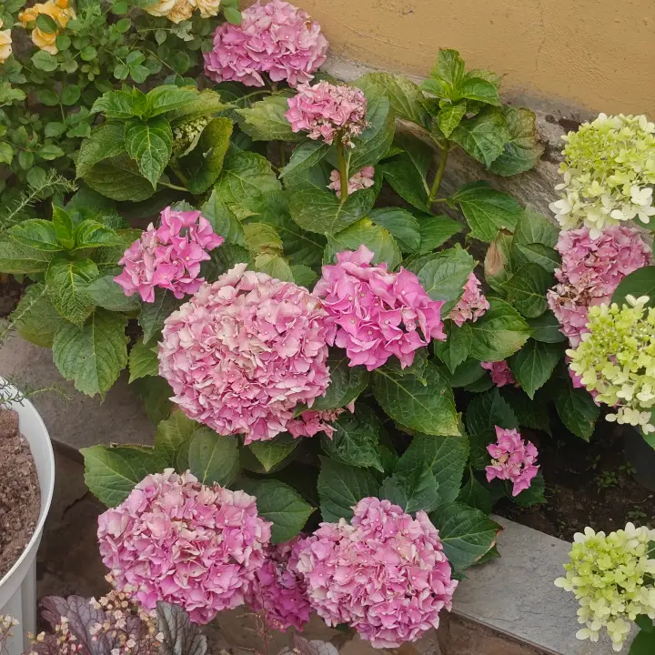 Hydrangea Macrophylla 1