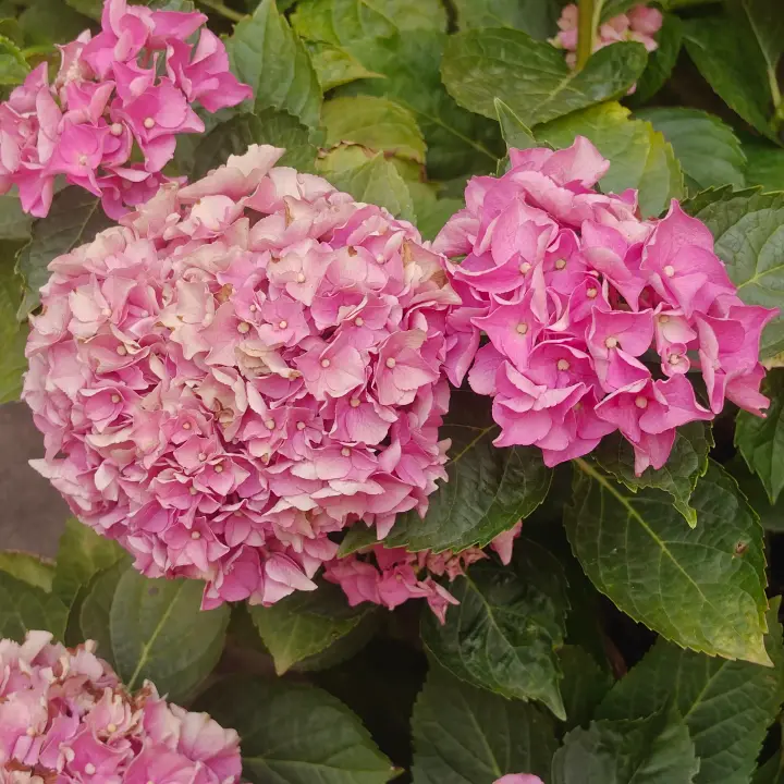 Hydrangea Macrophylla flor 1