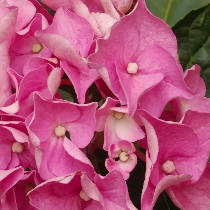 Hydrangea Macrophylla flor 2