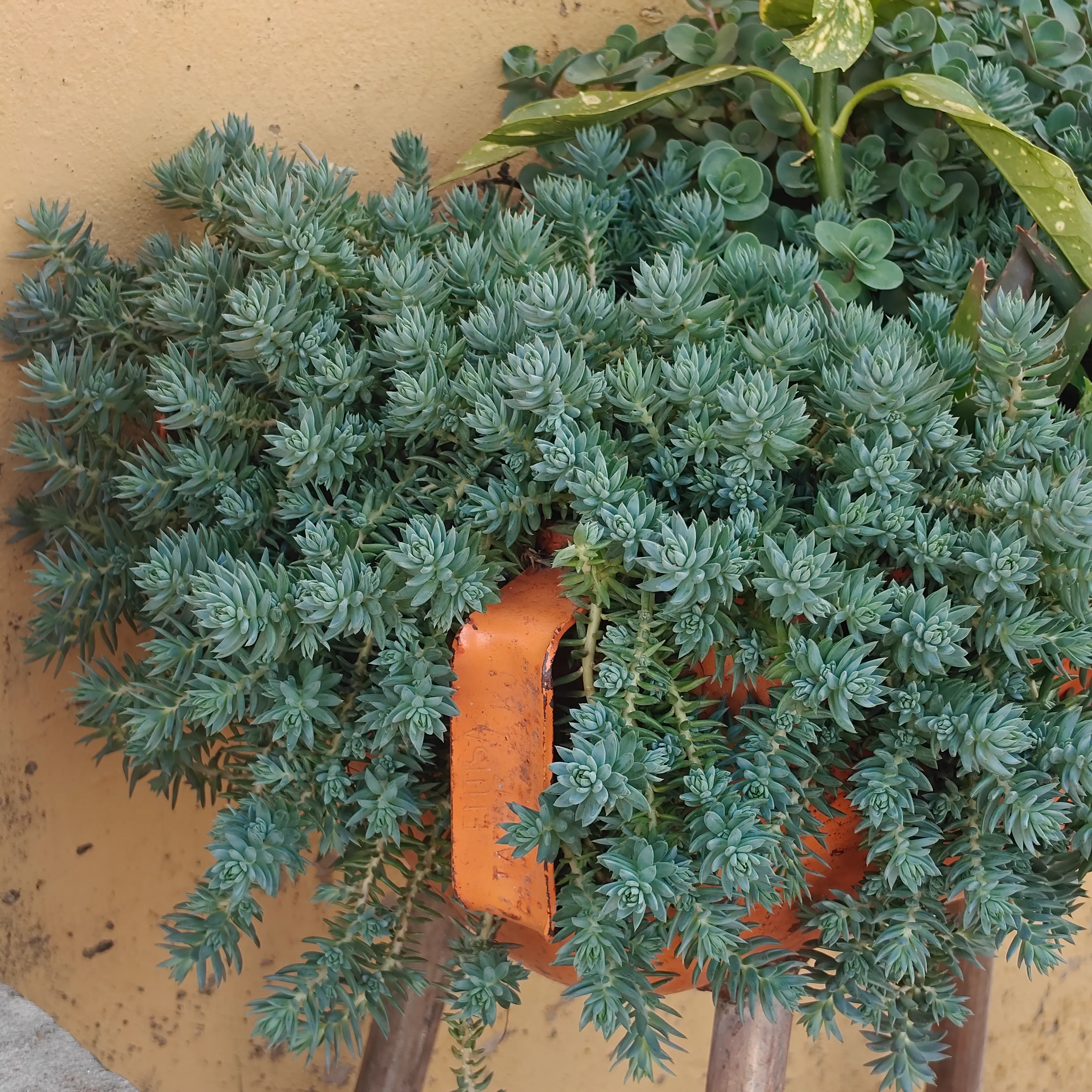 Petrosedum rupestre