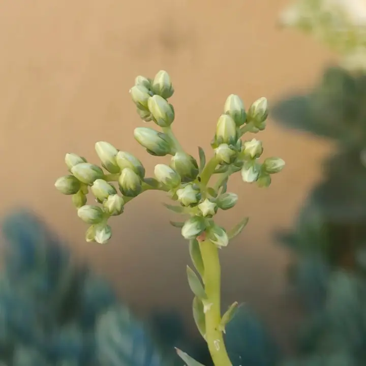 Petrosedum rupestre flor 2