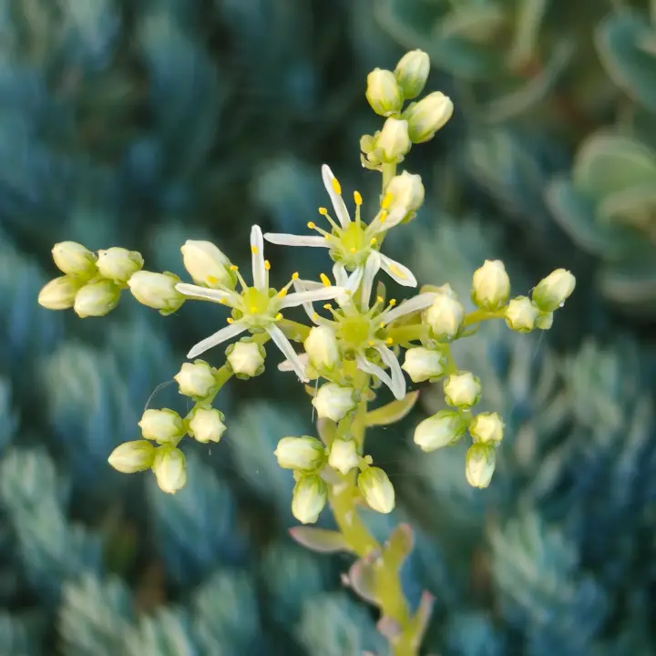 Petrosedum rupestre flor 1