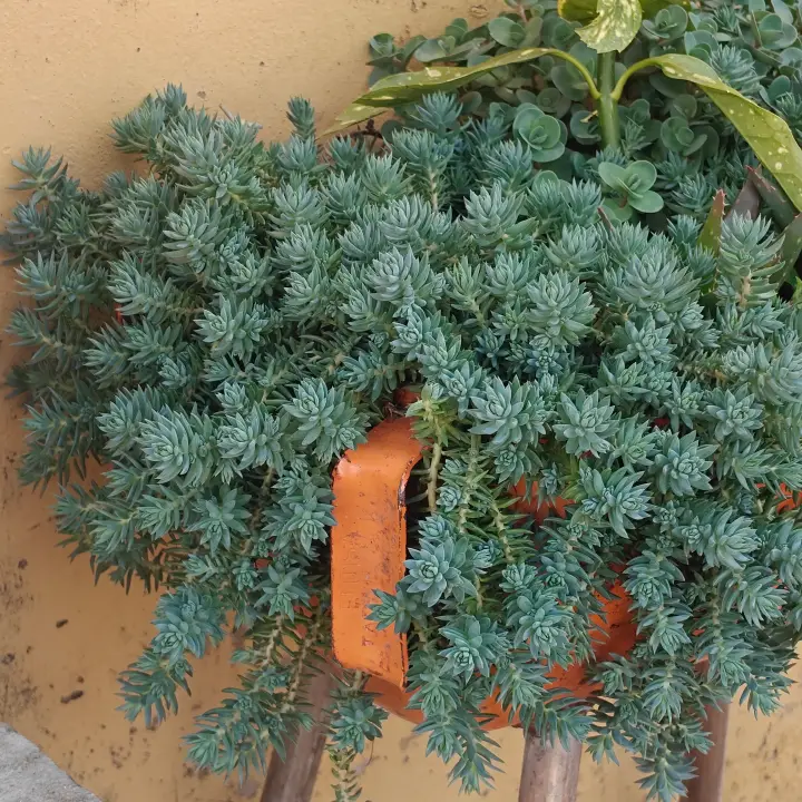 Petrosedum rupestre 1