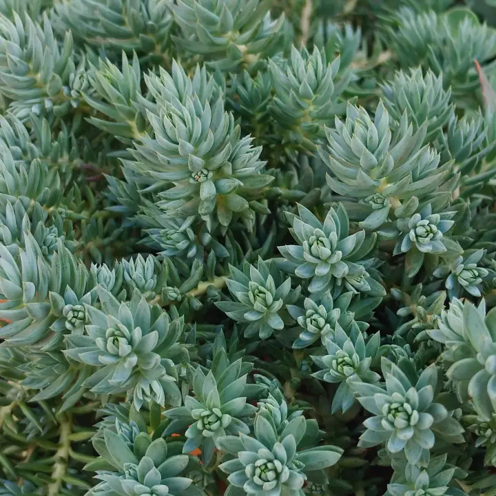 Petrosedum rupestre 2