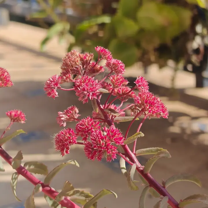 Sedum Spectabile flor 1