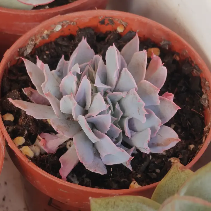 Echeveria Pink Trumpet Crestada 2