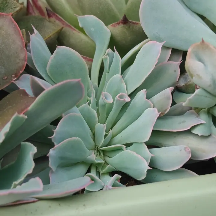 Echeveria Pink Trumpet Crestada 1