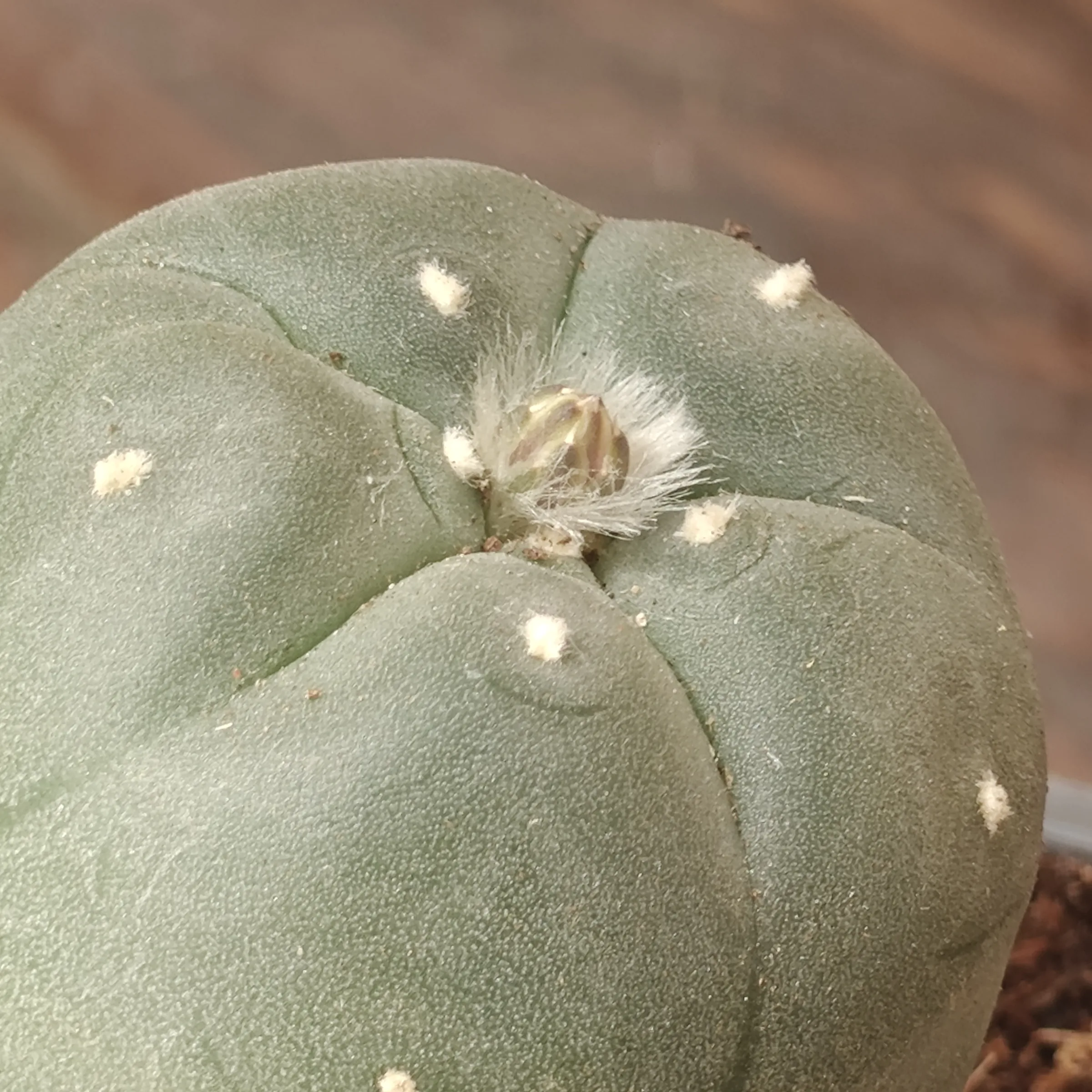 Lophophora Williamsii flor 1