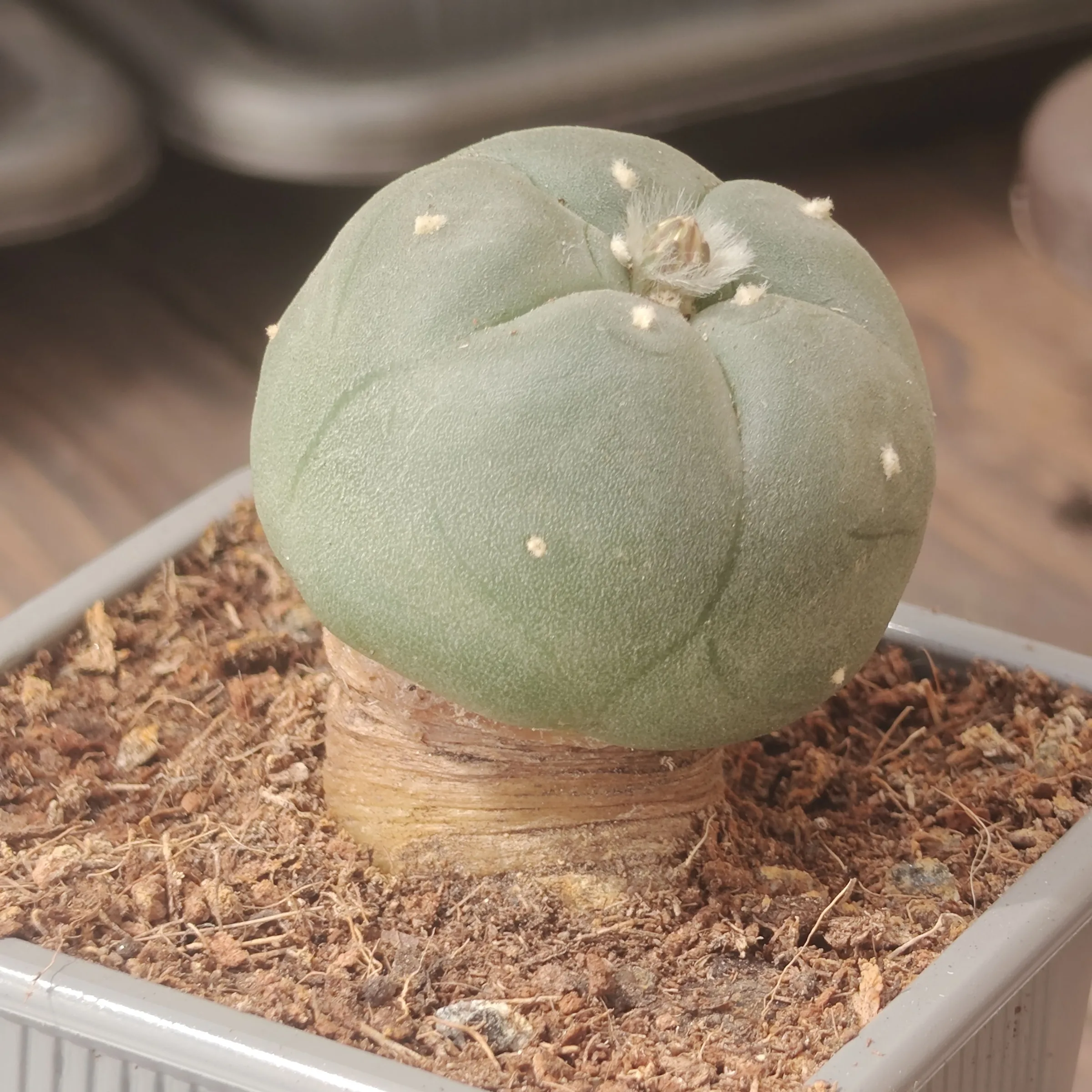 Lophophora Williamsii