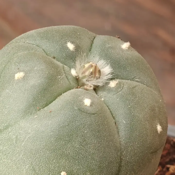 Lophophora Williamsii flor 2