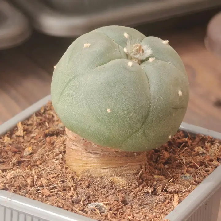 Lophophora Williamsii 1