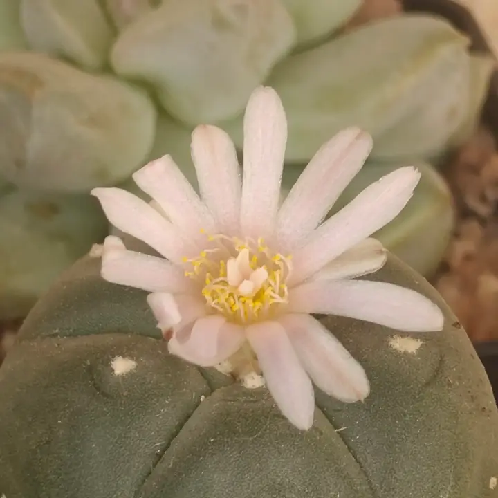 Lophophora Williamsii flor 1