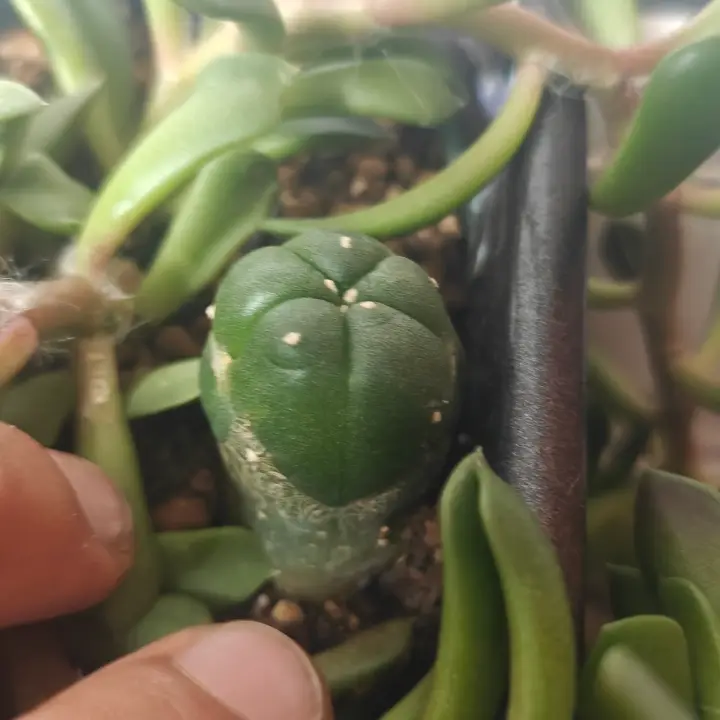 Lophophora Williamsii 2