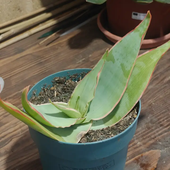 Aloe striata 1