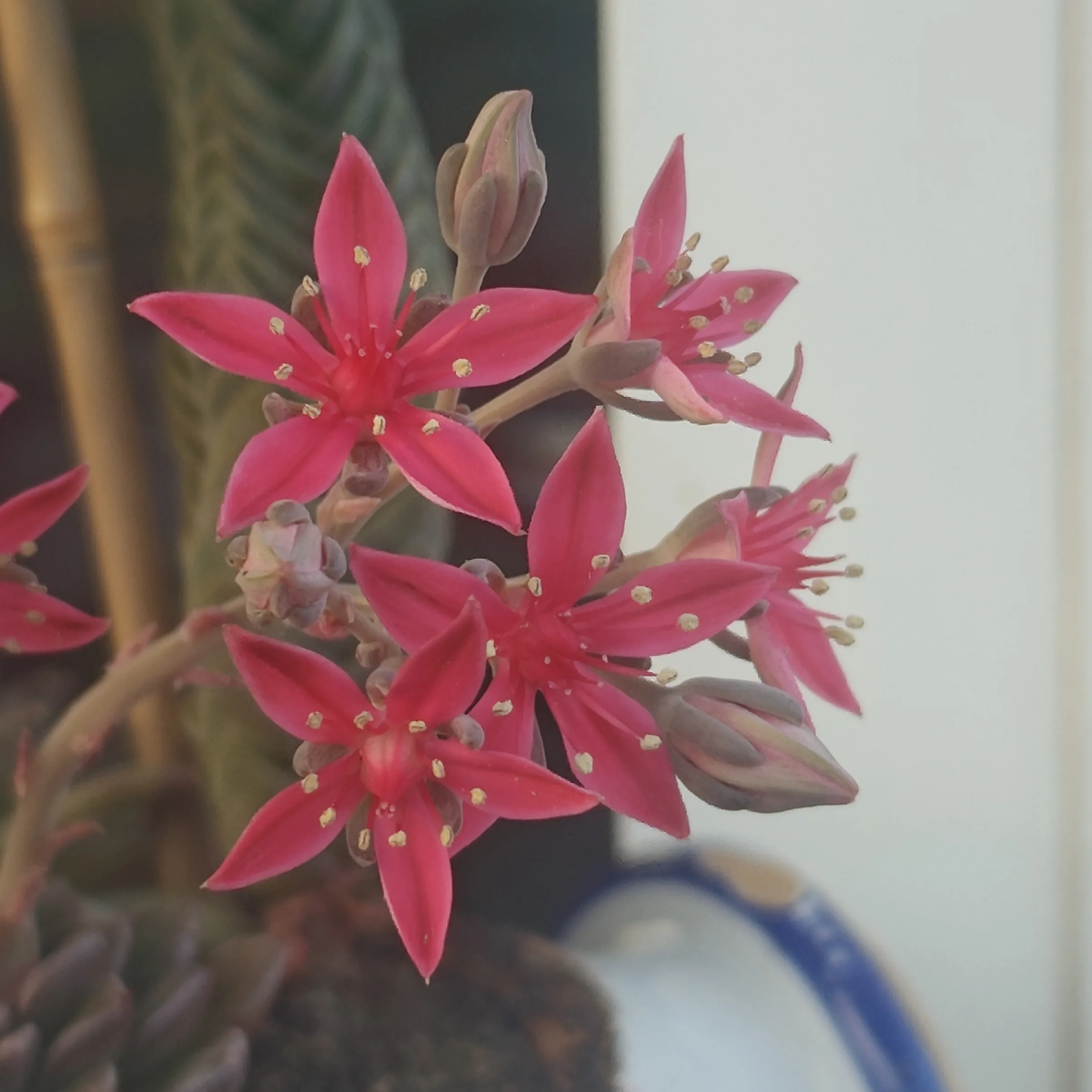 Graptopetalum bellum flor 2