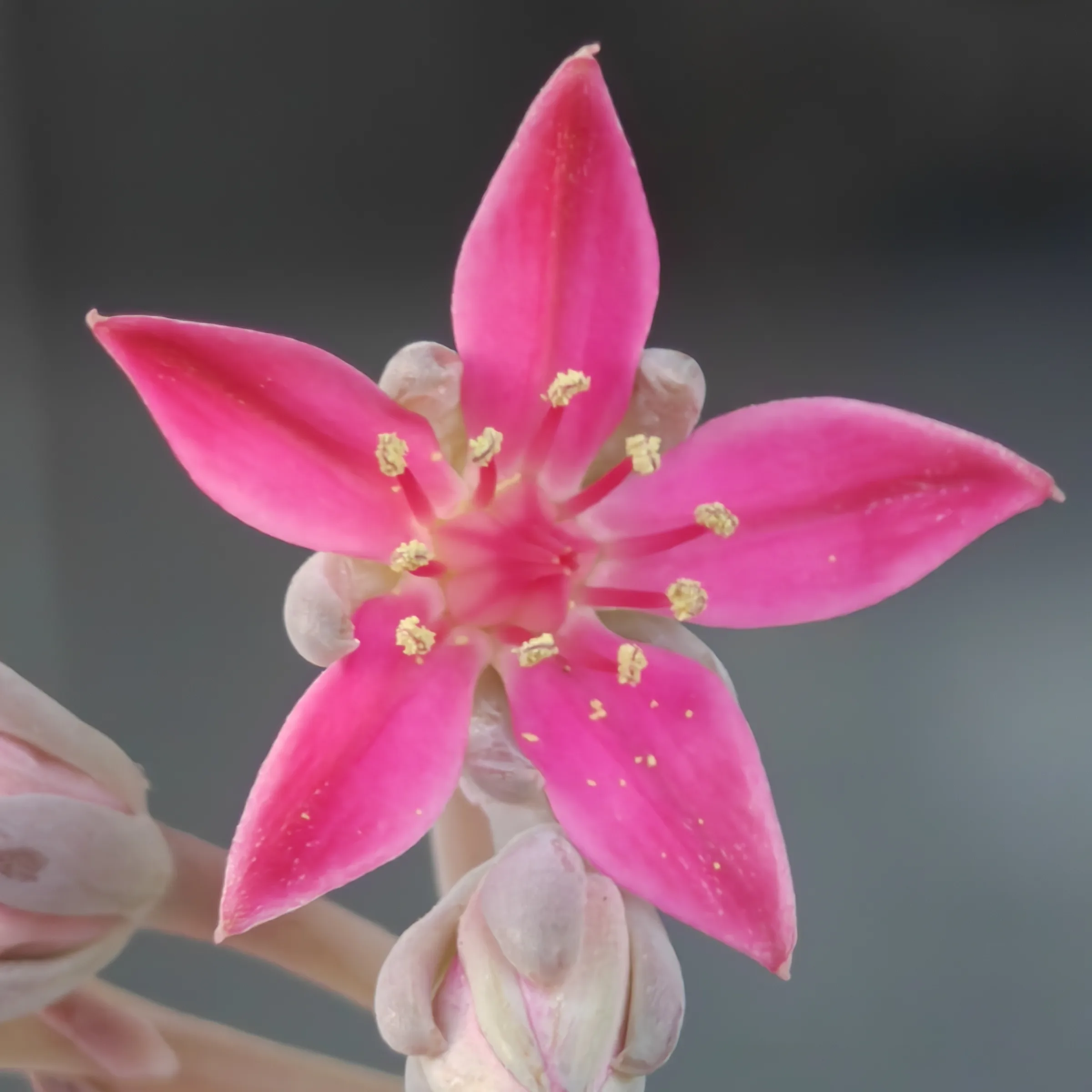 Graptopetalum bellum flor 4