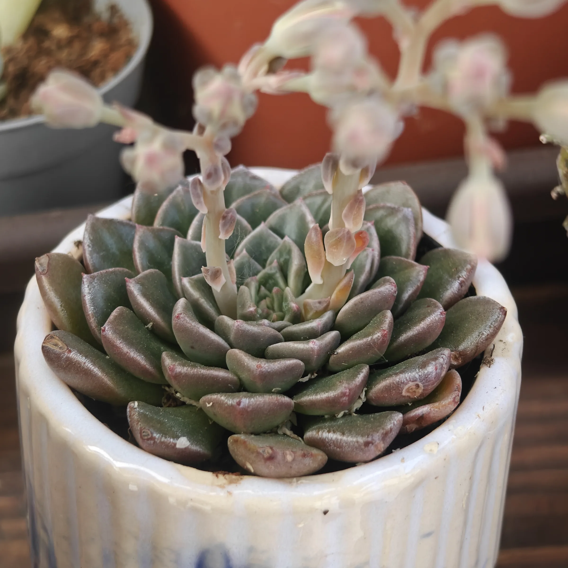 Graptopetalum bellum 3