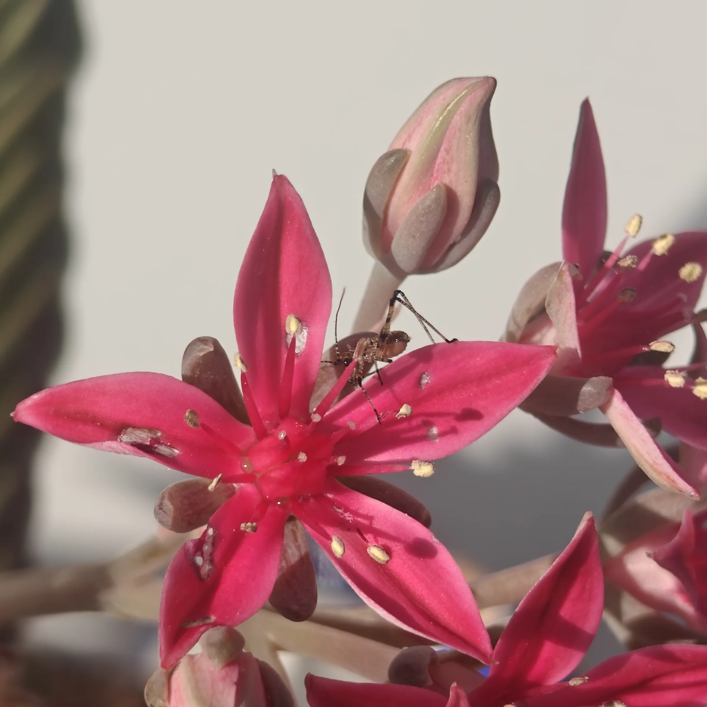 Graptopetalum bellum flor 1