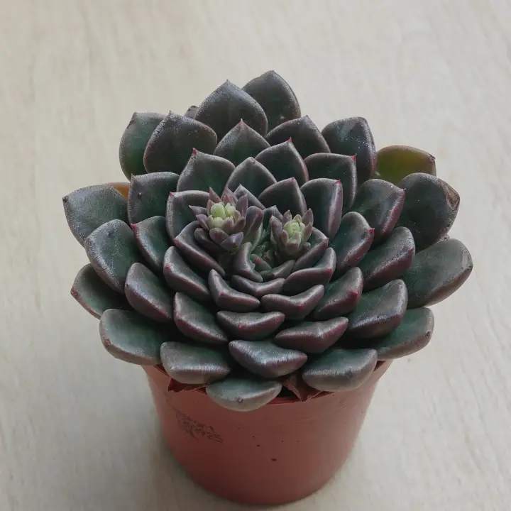 Graptopetalum bellum 4