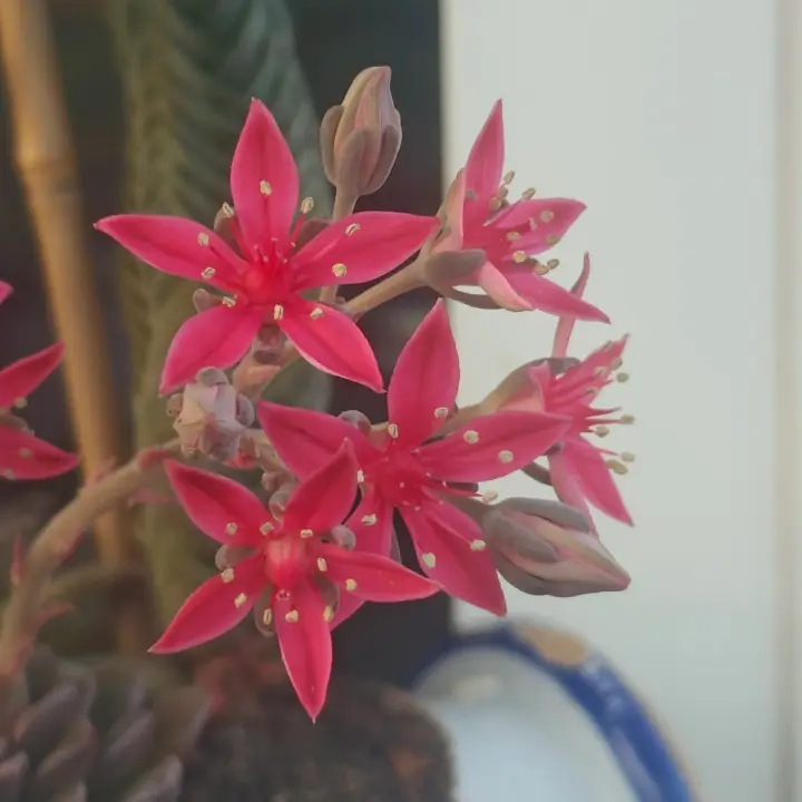 Graptopetalum bellum flor 2