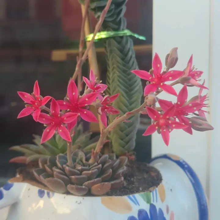 Graptopetalum bellum flor 3