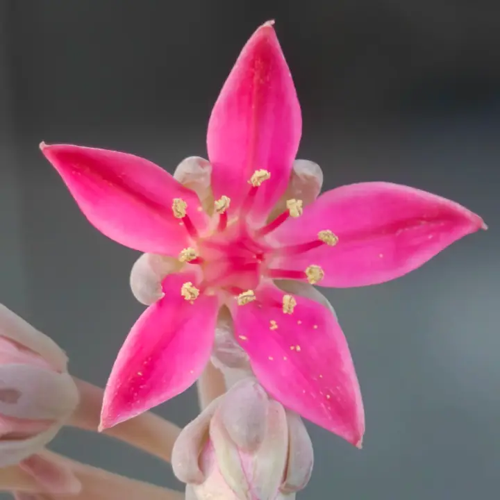 Graptopetalum bellum flor 4