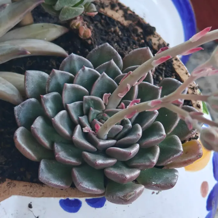 Graptopetalum bellum 1