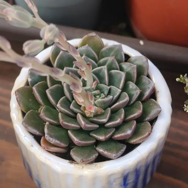 Graptopetalum bellum 2