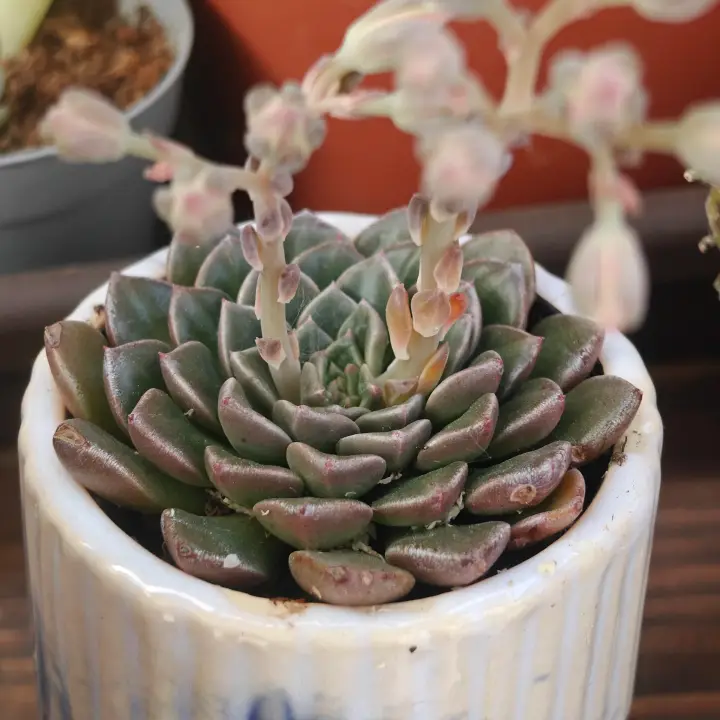Graptopetalum bellum 3