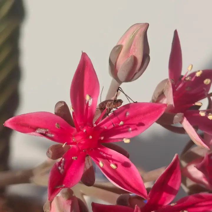 Graptopetalum bellum flor 1