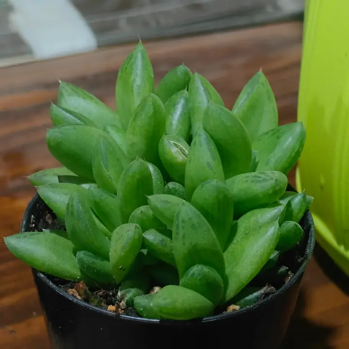 Haworthia cymbiformis 1