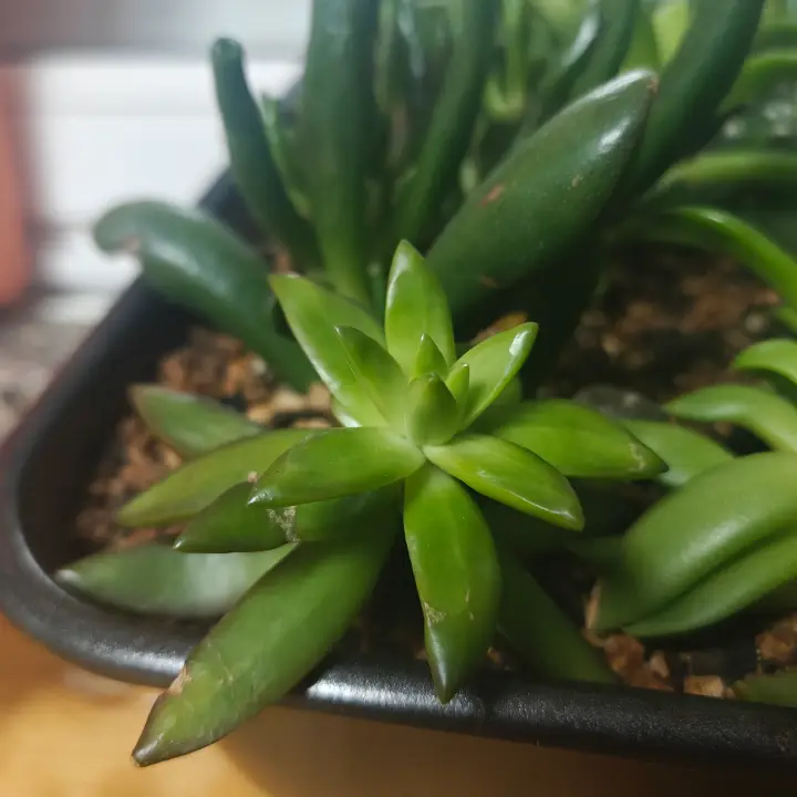 Sedum Adolphii 3