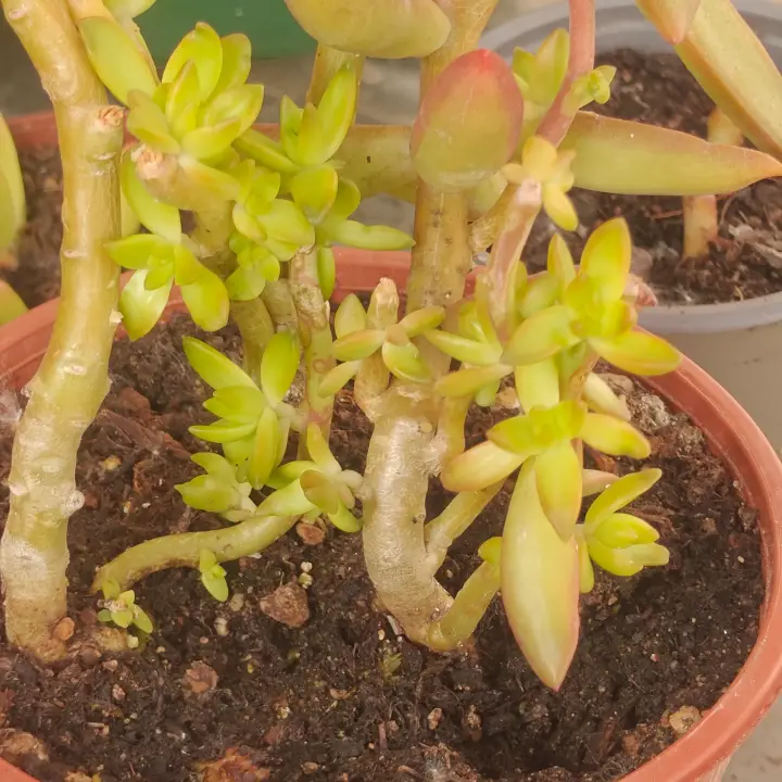 Sedum Adolphii 1