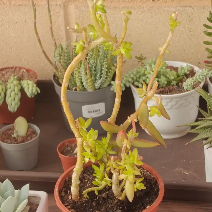 Sedum Adolphii 2