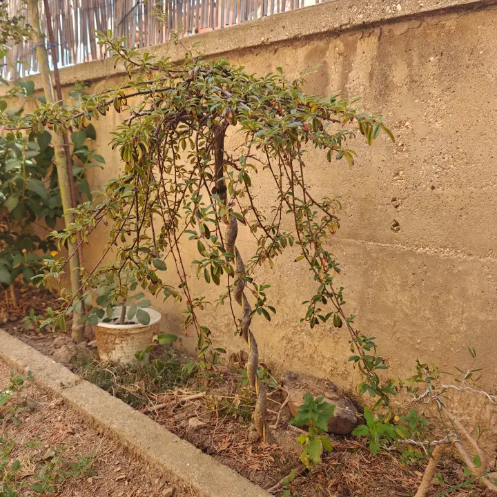 Cotoneaster dammeri 1