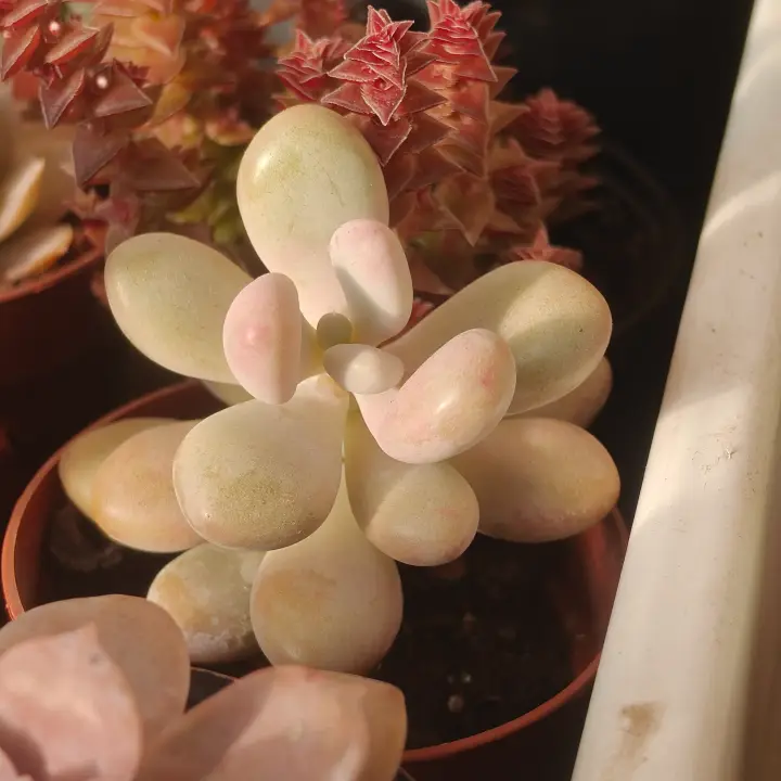 Graptopetalum amethystinum 1