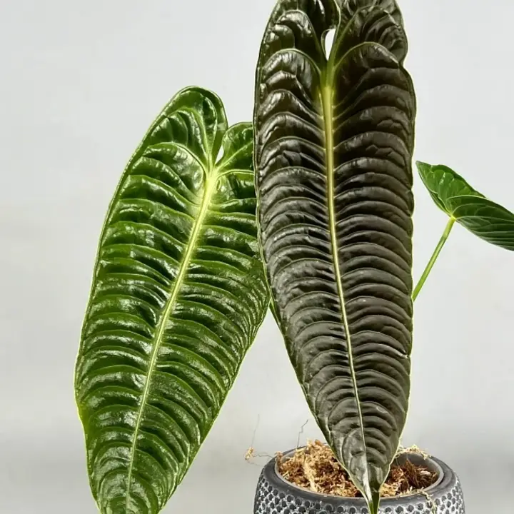 Anthurium veitchii 1