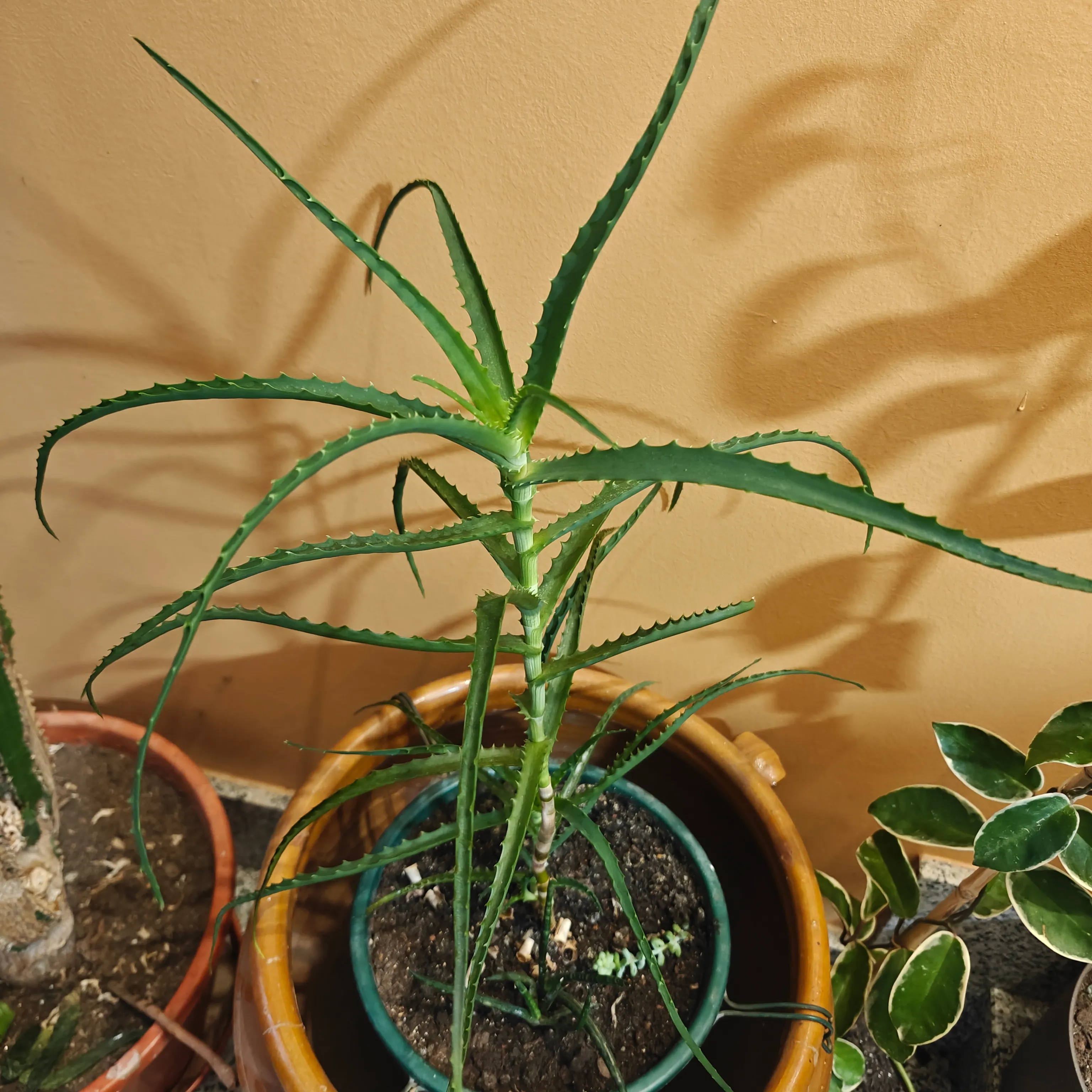 Aloe Arborescens